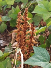 Orobanche hederae