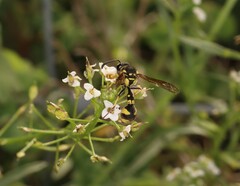 Eumenes mediterraneus