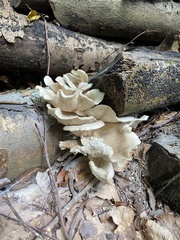 Pleurotus ostreatus