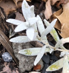 Artemisia ludoviciana