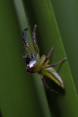 Mopsus mormon