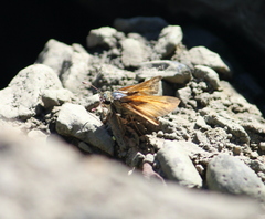 Atalopedes campestris