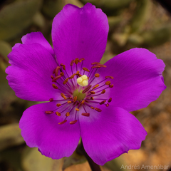 Cistanthe cachinalensis