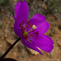 Cistanthe cachinalensis