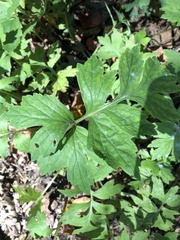Hydrophyllum virginianum