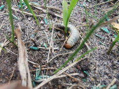 Phyllopertha horticola