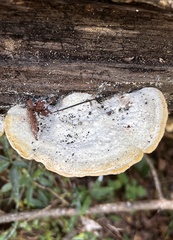 Trametes elegans