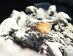 Atalopedes campestris