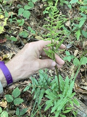 Sceptridium biternatum