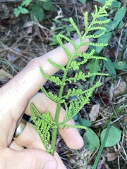 Sceptridium biternatum