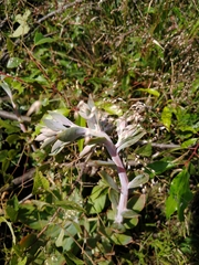 Echeveria gibbiflora