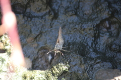 Atalopedes campestris