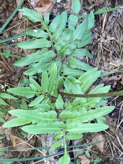 Sceptridium biternatum