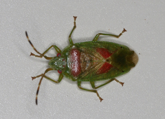 Eupolemus virescens