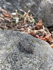 Poecilonota