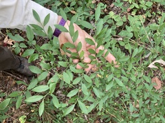 Vaccinium elliottii