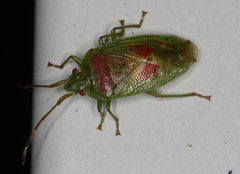 Eupolemus virescens