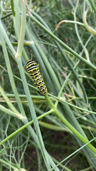 Papilio polyxenes asterius