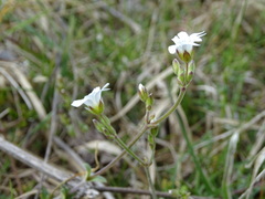 Cerastium arvense