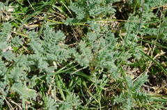 Astragalus sempervirens