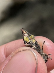 Poecilonota