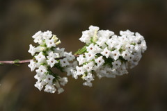 Erica denticulata