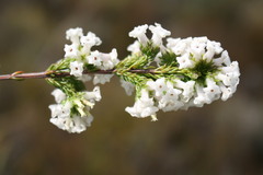 Erica denticulata