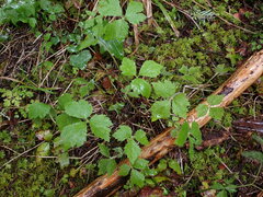 Tiarella trifoliata trifoliata