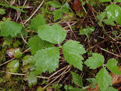 Tiarella trifoliata trifoliata