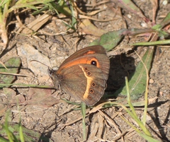 Pyronia bathseba
