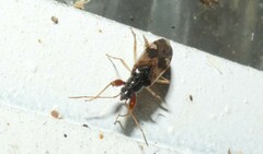 Pseudopamera nitidula