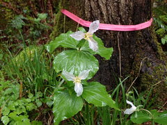 Trillium ovatum ovatum