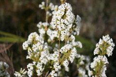 Erica denticulata