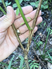 Vaccinium elliottii