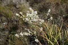 Erica denticulata
