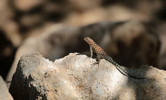 Sceloporus orcutti
