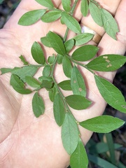 Vaccinium elliottii