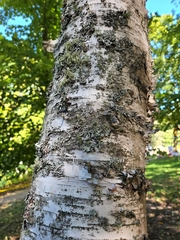 Betula alleghaniensis