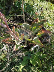 Echeveria gibbiflora