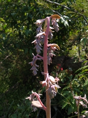 Echeveria gibbiflora