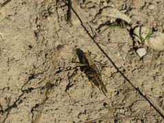 Platycleis albopunctata