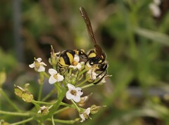 Eumenes mediterraneus