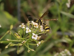 Eumenes mediterraneus