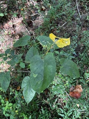Gonolobus suberosus