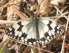 Melanargia