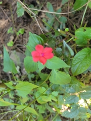 Impatiens walleriana
