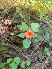Impatiens walleriana