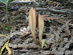 Microglossum olivaceum