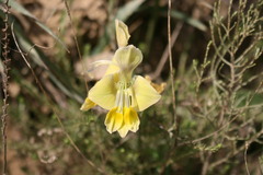 Gladiolus virescens