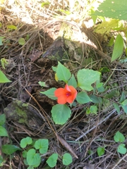 Impatiens walleriana